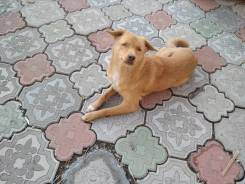 Собаки.