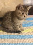 Британская кошка.