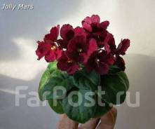 Сенполия.