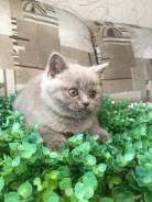 Шотландская прямоухая кошка.
