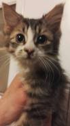 Котенок -2 мес