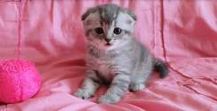 Шотландская вислоухая кошка.