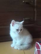 Шотландская кошка.