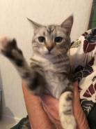 Котенок в хорошие руки