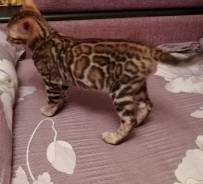 Бенгальская кошка.