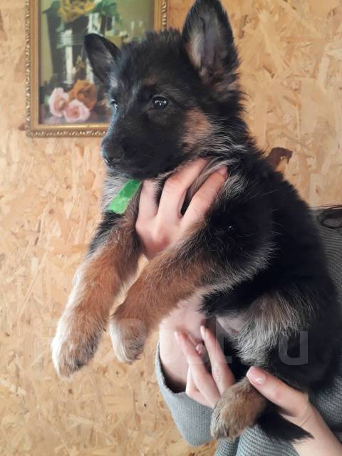 Характеристики Royal Canin GERMAN SHEPHERD PUPPY (НЕМЕЦКАЯ ОВЧАРКА) корм для щенков до 15 месяцев