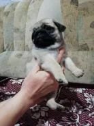 ����. ����