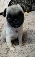 ����. ����