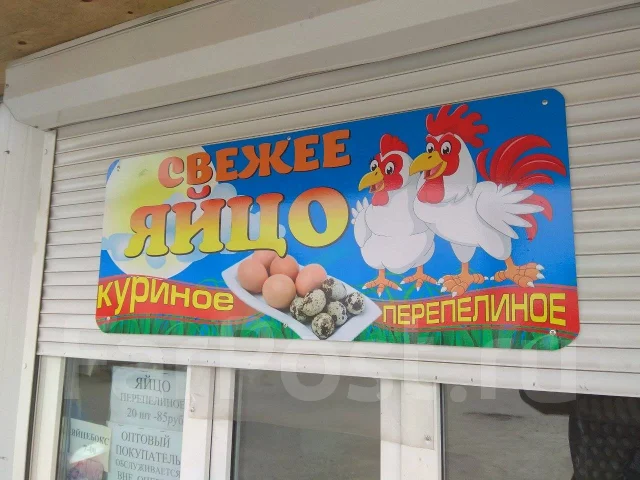 ���� �������. ����