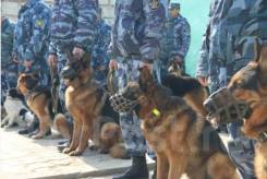 Кинолог. ФКУ ИК-22 ГУФСИН РОССИИ ПО ПК. П. Волчанец улица Набережная 1