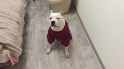 ������������ ��������������� ������. ����