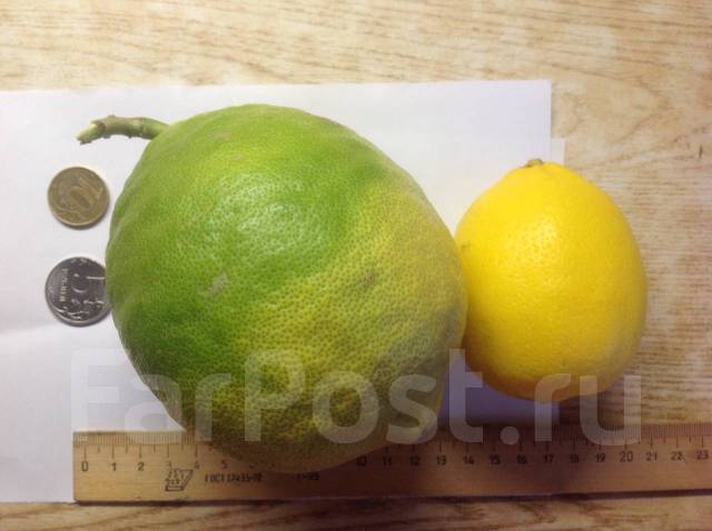 Сорт лимона павловский фото и характеристики
