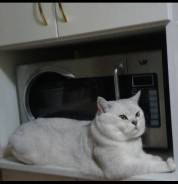 Британская короткошерстная кошка.