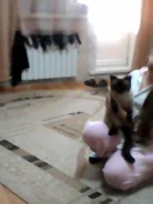 ������� �������� ����� ���� ����� ����