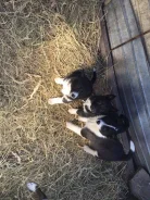 ������-����������� �����. ����