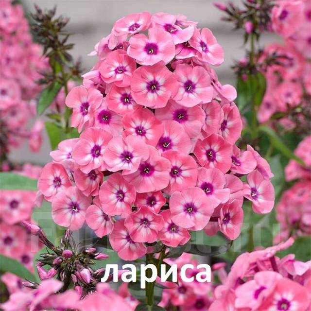 Флоксы. Многолетние цветы для сада - Сад и огород во Владивостоке