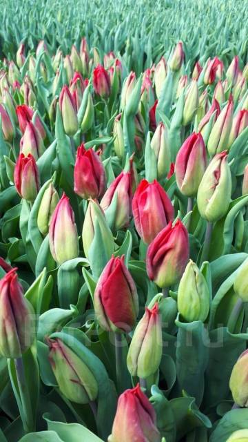 тюльпаны на 8 марта когда посадить