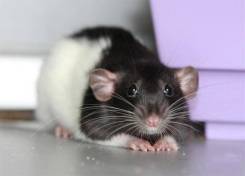 Фото Черно Белой Крысы