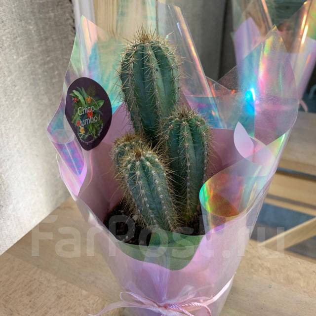 Кактус в красивом оформлении-прекрасный подарок, в наличии. Цена: 1 000 ...