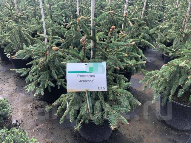 Picea abies 'Acrocona' - Ель обыкновенная