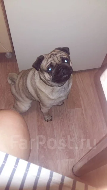 ����. ����