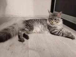 ����� �����. ����