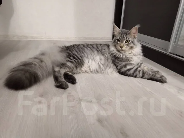 ����� �����. ����