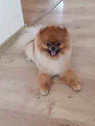 ����������� ����. ����