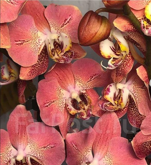 Орхидея фантастика фото. Орхидея Phal Leco fantastic. Leco fantastic фаленопсис. Фаленопсис Phal. Leco fantastic. Орхидея Phalaenopsis Leco fantastic.