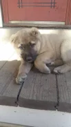 ������ ����� ������. ����