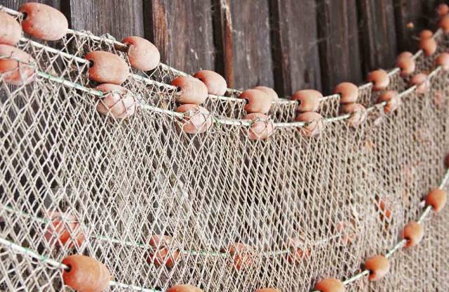 Сеть трехстенка на сазана, толстолоба леска 0.3мм*100мм*2.4м*50м, новый ...