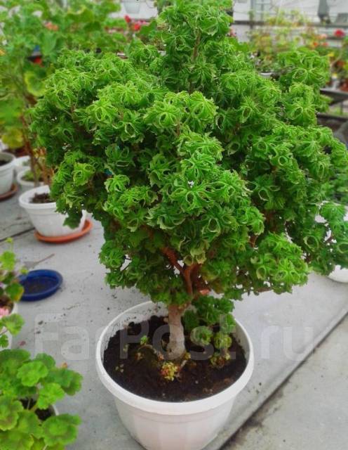 Пеларгония душистая P. Graveolens cv. Bontrosai, в наличии. Цена: 200 ...