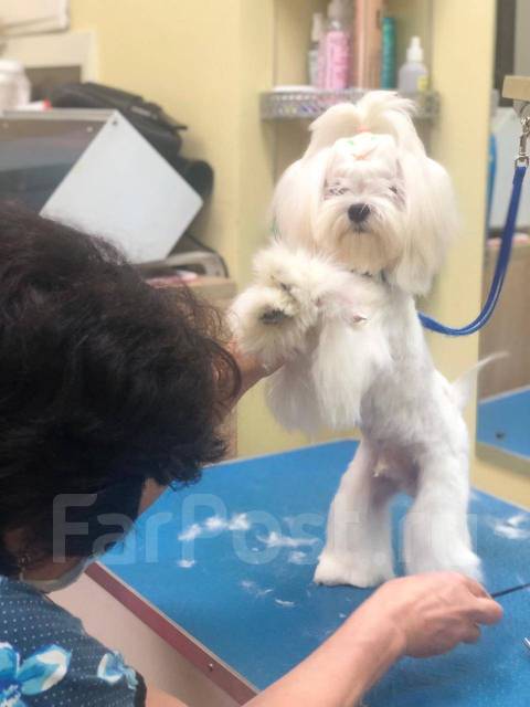 Одежда для грумера. Груминг людей. Отучиться на грумера. Персонал для салона груминга. Грумер курсы.