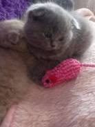 Шотландская вислоухая кошка.