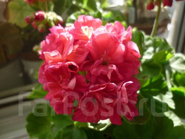 Карликовая зональная пеларгония 