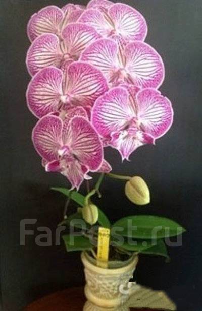 Орхидея Фаленопсис Tying Shin Unicorn Крупноцветковый Биг Лип 3,5, в  наличии. Цена: 1 500₽ во Владивостоке