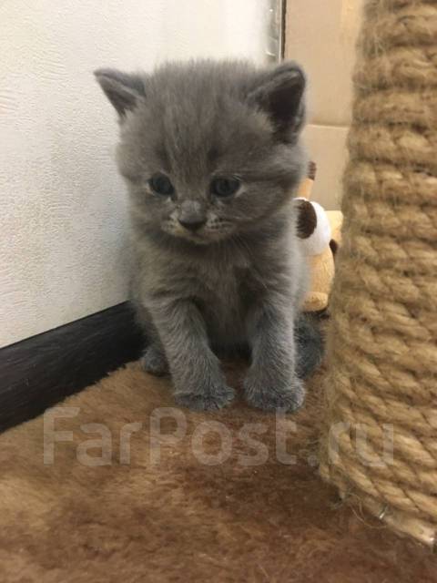 Скотти страйд - Кошки в Хабаровске
