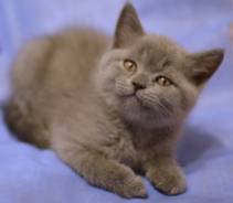 Шотландская прямоухая кошка.
