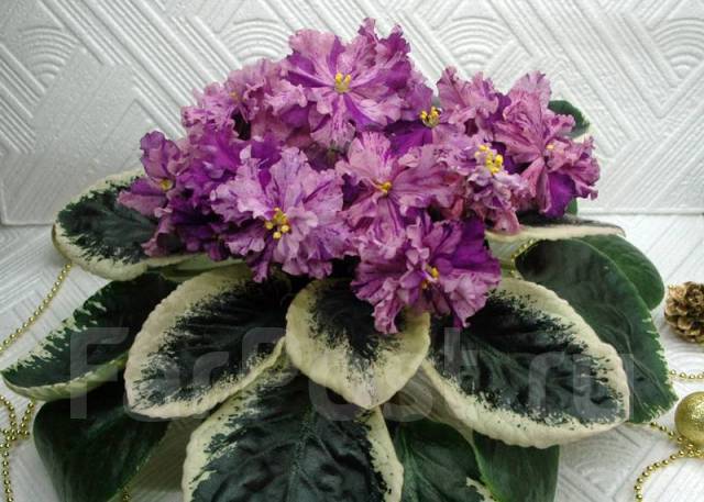 Фиалка (сенполия) ЛЕ-Оля, цветущая розетка, в наличии. Цена: 450 ₽ во Владивосто