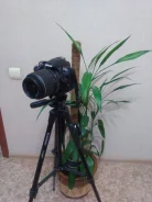 Nikon D3100. 10 - 14.9 ��, ���: 14� � ����� ����