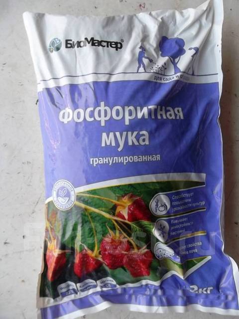 Посадка озимого чеснока | Агропромышленный вестник