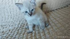 Невская маскарадная кошка.