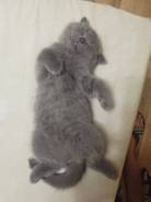 Шотландская кошка.