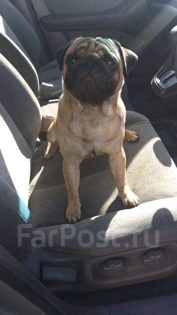 ����. ����