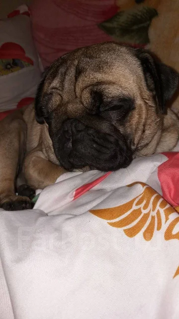 ����. ����