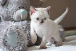 Тайская кошка.
