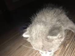 Котёнок