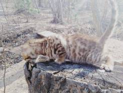 Бенгальская кошка.