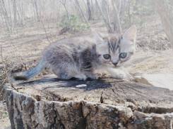 Британская кошка.