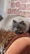 �����. ����